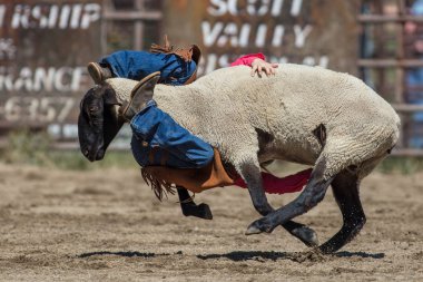 Genç biniciler olay Scott Vadisi zevk Park Rodeo Etna, Kaliforniya'da busting koyun eti, koyun için basılı tutun. 29 Temmuz 2017