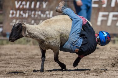 Genç biniciler olay Scott Vadisi zevk Park Rodeo Etna, Kaliforniya'da busting koyun eti, koyun için basılı tutun. 29 Temmuz 2017