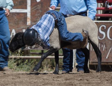 Genç biniciler olay Scott Vadisi zevk Park Rodeo Etna, Kaliforniya'da busting koyun eti, koyun için basılı tutun. 29 Temmuz 2017
