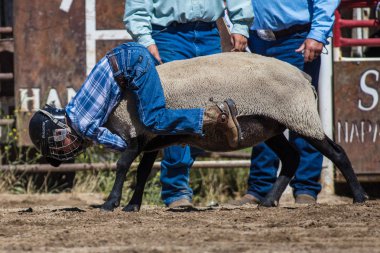 Genç biniciler olay Scott Vadisi zevk Park Rodeo Etna, Kaliforniya'da busting koyun eti, koyun için basılı tutun. 29 Temmuz 2017