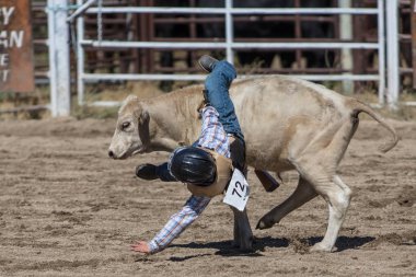Scott Vadisi zevk Park Rodeo Etna, Kaliforniya'da Rodeo eylem. 29 Temmuz 2017 