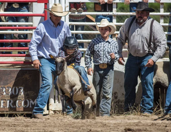 Mutton Busting Rodeo Júnior Scott Valley Rodeo Etna Califórnia Julho — Fotografia de Stock