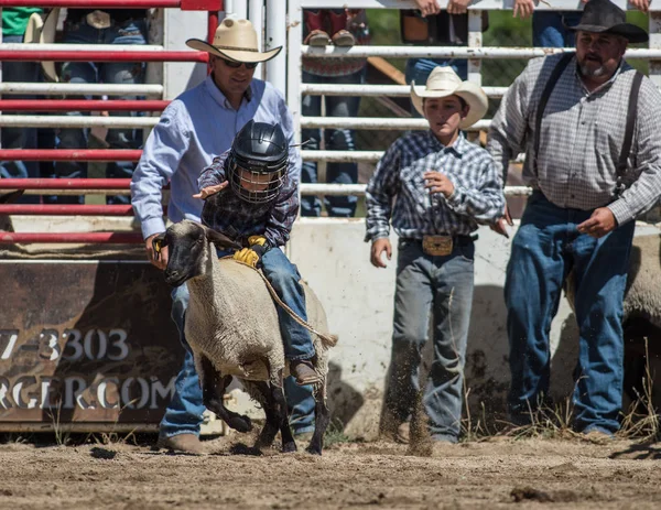 Mutton Rodéo Junior Scott Valley Rodeo Etna Californie Juillet 2017 — Photo
