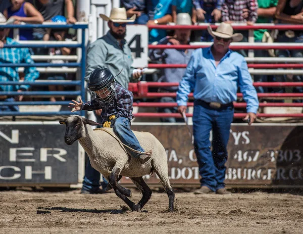 Mutton Busting Junior Rodeo Scott Valley Rodeo Etna California Julio — Foto de Stock