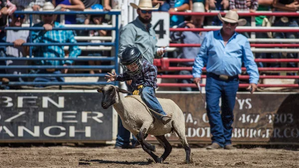 Schapenvlees Busting Junior Rodeo Scott Valley Rodeo Etna Californië Juli — Stockfoto