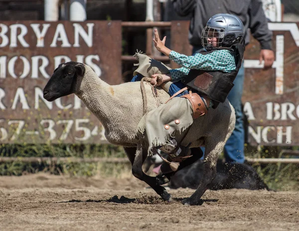 Young Riders Hold Sheep Mutton Busting Event Scott Valley Pleasure — Stock Photo, Image