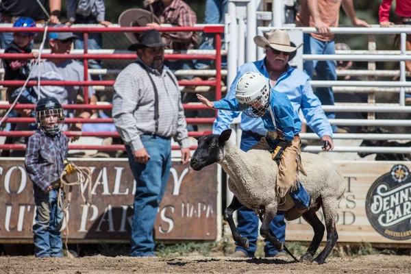 Młodzi Zawodnicy Trzymać Się Owce Mutton Krach Zdarzenia Scott Dolina — Zdjęcie stockowe