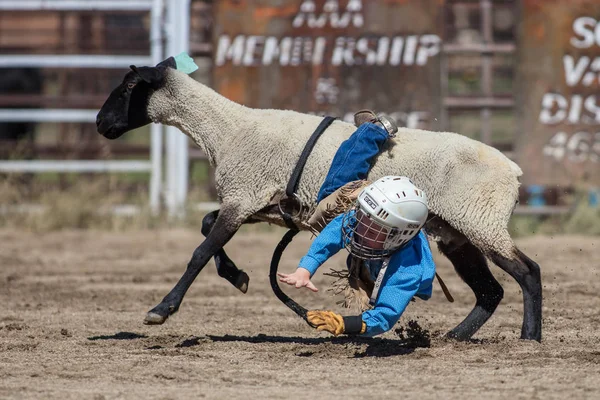 Jonge Renners Vasthouden Aan Schapen Het Schapenvlees Busting Evenement Scott — Stockfoto