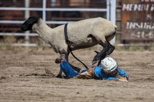 Genç biniciler olay Scott Vadisi zevk Park Rodeo Etna, Kaliforniya'da busting koyun eti, koyun için basılı tutun. 29 Temmuz 2017