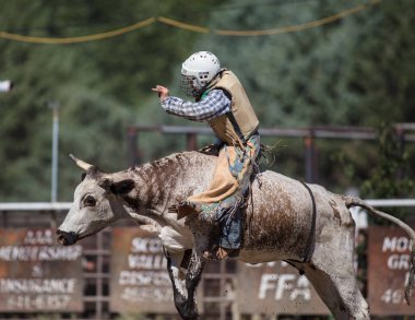 Scott Vadisi zevk Park Rodeo Etna, Kaliforniya'da Rodeo eylem. 29 Temmuz 2017 