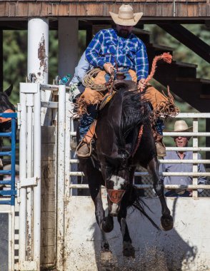 Eyer geri olay Scott Vadisi zevk Park Rodeo Etna, California at binme. 29 Temmuz 2017