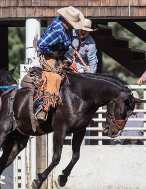 Eyer geri olay Scott Vadisi zevk Park Rodeo Etna, California at binme. 29 Temmuz 2017