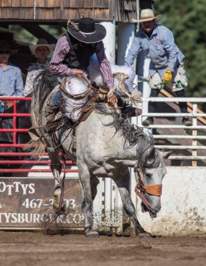 Eyer geri olay Scott Vadisi zevk Park Rodeo Etna, California at binme. 29 Temmuz 2017