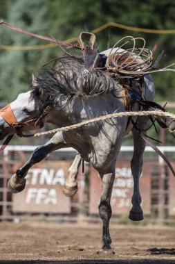 Scott Vadisi zevk Park Rodeo Etna, Kaliforniya'da Rodeo eylem. 29 Temmuz 2017 