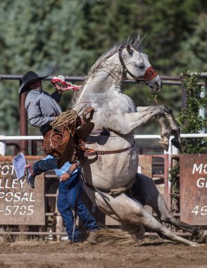 Eyer geri olay Scott Vadisi zevk Park Rodeo Etna, California at binme. 29 Temmuz 2017