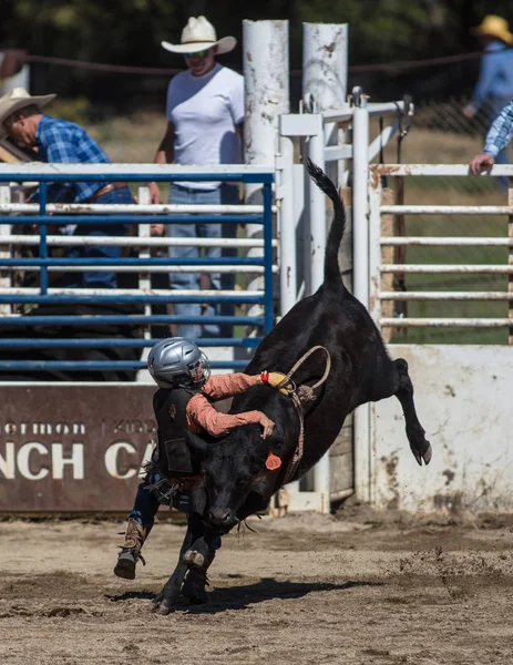 Steer Rijden Evenement Scott Valley Plezier Park Rodeo Etna Californië — Stockfoto