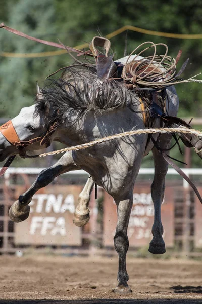 Scott Vadisi zevk Park Rodeo Etna, Kaliforniya'da Rodeo eylem. 29 Temmuz 2017 
