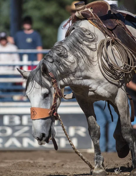 Scott Vadisi zevk Park Rodeo Etna, Kaliforniya'da Rodeo eylem. 29 Temmuz 2017 