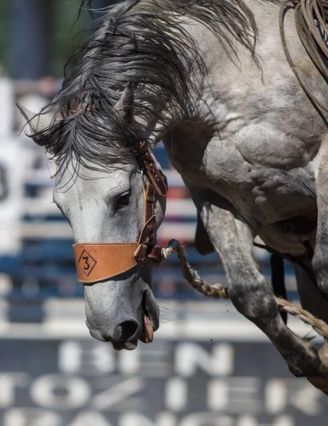 Scott Vadisi zevk Park Rodeo Etna, Kaliforniya'da Rodeo eylem. 29 Temmuz 2017 