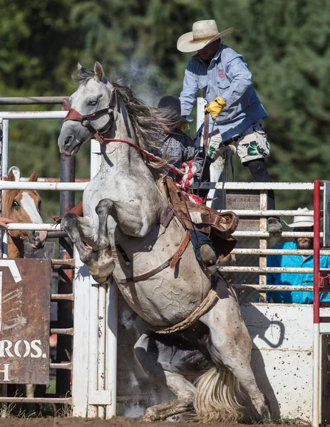 Eyer geri olay Scott Vadisi zevk Park Rodeo Etna, California at binme. 29 Temmuz 2017