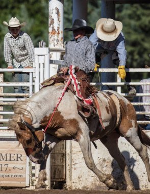Eyer geri olay Scott Vadisi zevk Park Rodeo Etna, California at binme. 29 Temmuz 2017
