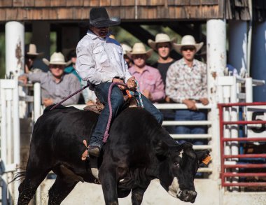 Scott Vadisi zevk Park Rodeo Etna, Kaliforniya'da Rodeo eylem. 29 Temmuz 2017 