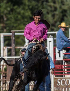 Scott Vadisi zevk Park Rodeo Etna, Kaliforniya'da Rodeo eylem. 29 Temmuz 2017 