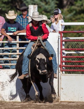 Scott Vadisi zevk Park Rodeo Etna, Kaliforniya'da Rodeo eylem. 29 Temmuz 2017 