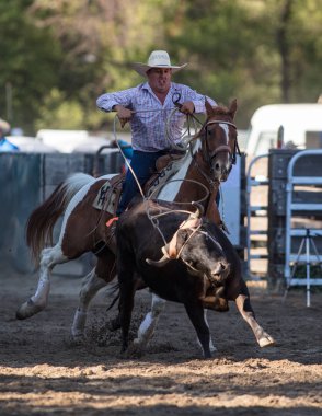 Scott Vadisi zevk Park Rodeo Etna, Kaliforniya'da Rodeo eylem. 29 Temmuz 2017 