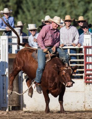 Scott Vadisi zevk Park Rodeo Etna, Kaliforniya'da Rodeo eylem. 29 Temmuz 2017 