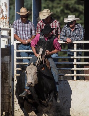 Scott Vadisi zevk Park Rodeo Etna, Kaliforniya'da Rodeo eylem. 29 Temmuz 2017 