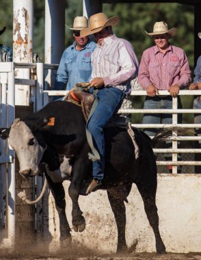 Scott Vadisi Bull Rider 