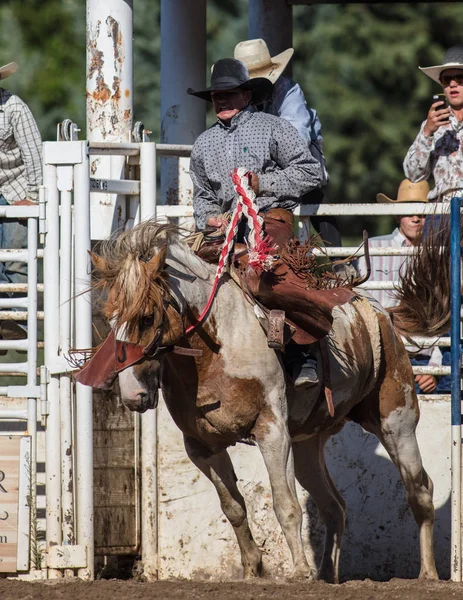 Eyer geri olay Scott Vadisi zevk Park Rodeo Etna, California at binme. 29 Temmuz 2017