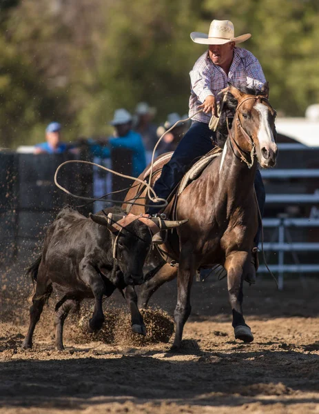 Steer Roping Event Scott Valley Pleasure Park Rodeo Etna Califórnia — Fotografia de Stock