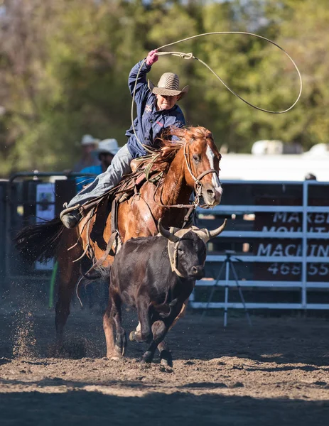 Steer Slaňování Události Rodeo Park Radost Údolí Scott Etna Kalifornie — Stock fotografie