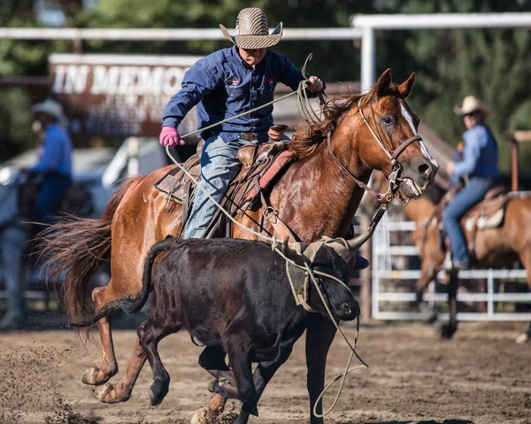 Diriger Événement Corde Scott Valley Pleasure Park Rodeo Dans Etna — Photo