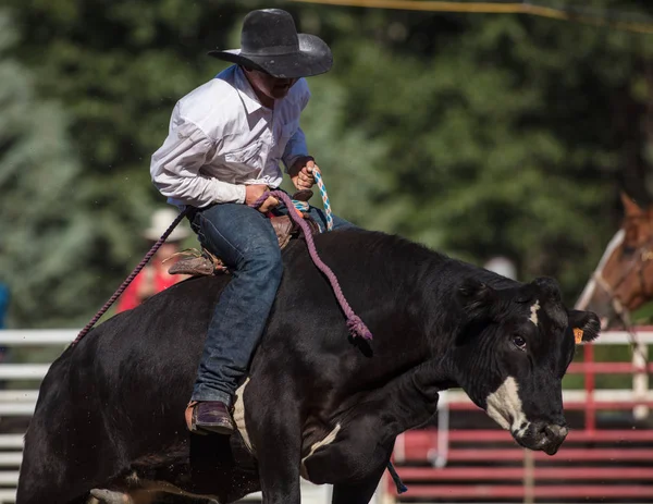 Scott Vadisi zevk Park Rodeo Etna, Kaliforniya'da Rodeo eylem. 29 Temmuz 2017 