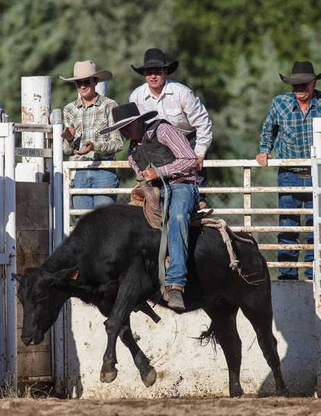 Acción de equitación del toro —  Fotos de Stock