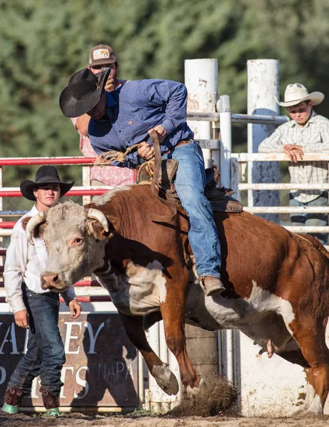 Etna Rodeo Bull binme