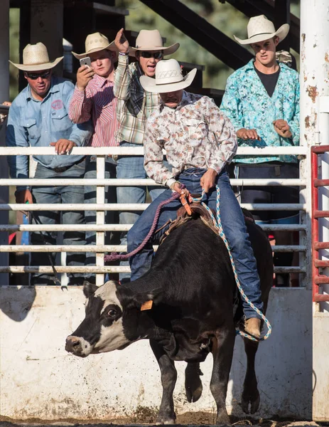 Proud Bull Rider — Stock Photo, Image