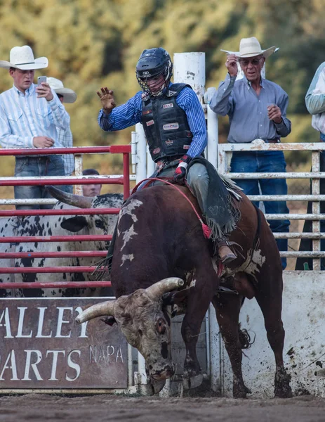 Scott Valley-Bull Rider — Stockfoto