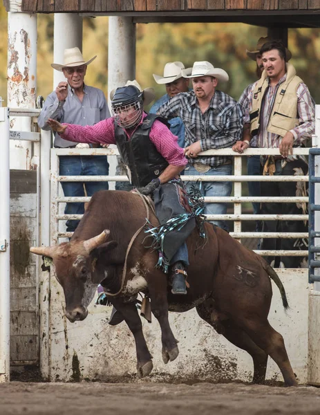 Bullenreiter-Cowboy — Stockfoto