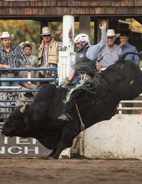 Büyük siyah sürme