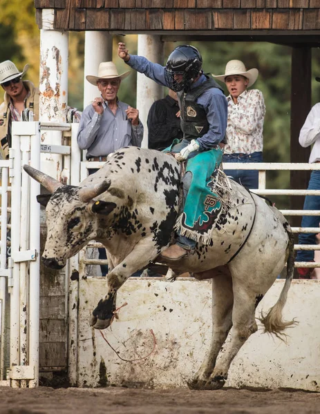 Rida de spräckliga Bull — Stockfoto