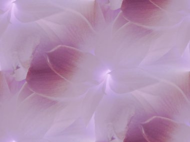 Amaryllis çiçeği mor ve Lila Ortala, parıldayan ve rüya gibi.