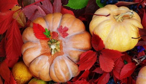 Kabak elma üzüm ve güzel sonbahar kompozisyon bırakır