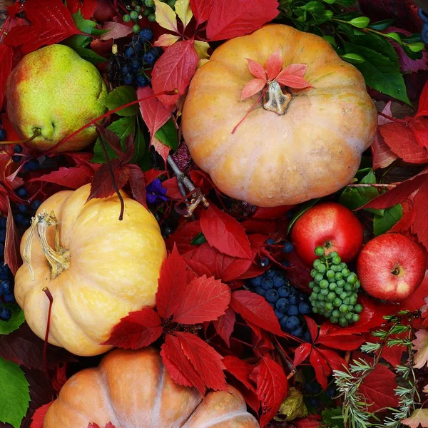 Composición de otoño de manzanas de calabaza de uvas y hojas hermosas — Foto de Stock