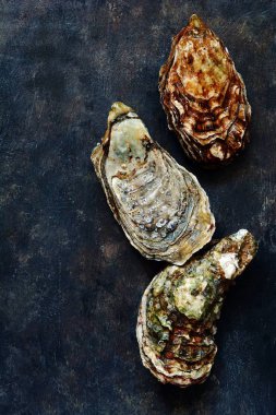 Akdeniz istiridye karanlık bir arka plan üzerinde. Deniz incelik.