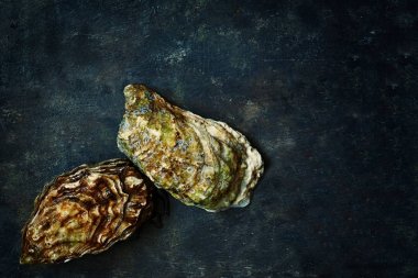 Akdeniz istiridye karanlık bir arka plan üzerinde. Deniz incelik.