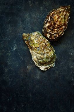 Akdeniz istiridye karanlık bir arka plan üzerinde. Deniz incelik.